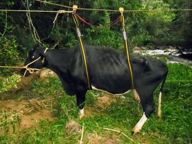 Vaca resgatada por sistema de tirolesa