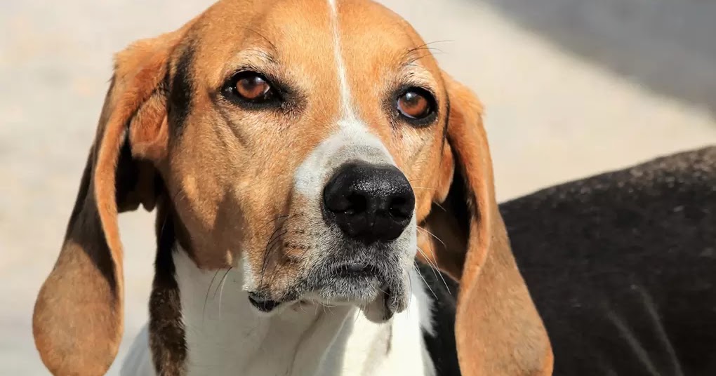 10 Rarest Dog Breeds In The World - The Buzz Land