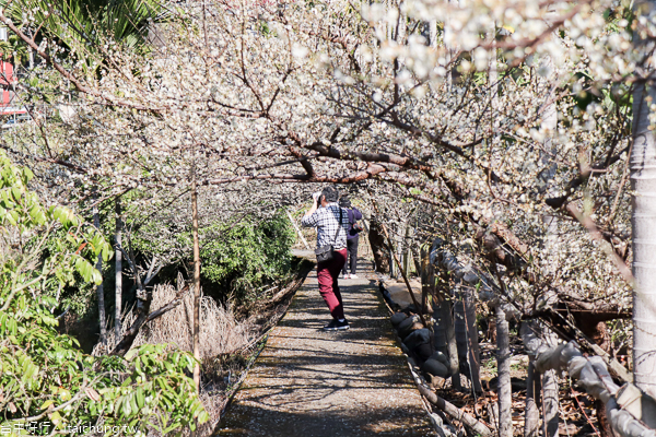新社梅花隧道、小木屋鮭魚葡萄、梅花森林,台中賞梅花好去處 新社梅花隧道、小木屋鮭魚葡萄、梅花森林,台中賞梅花好去處