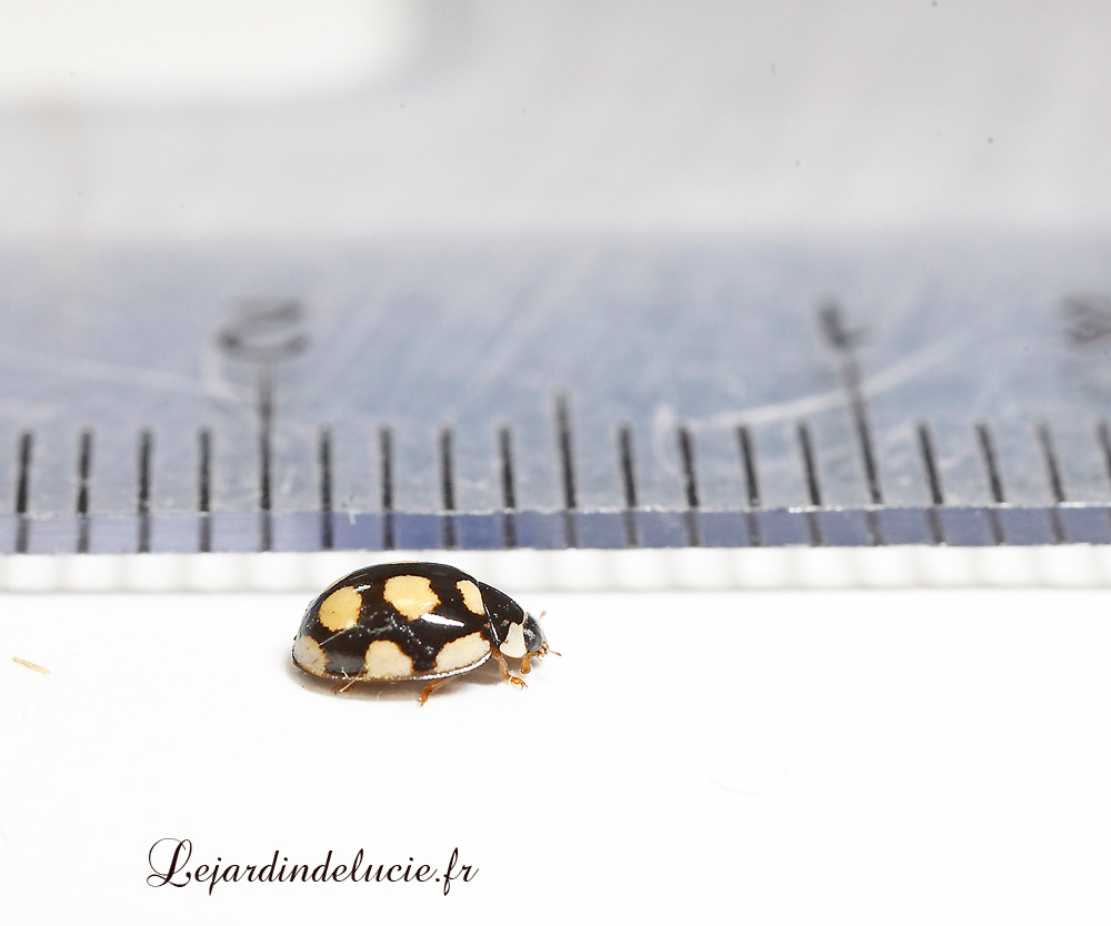 alopécie androgénétique femme