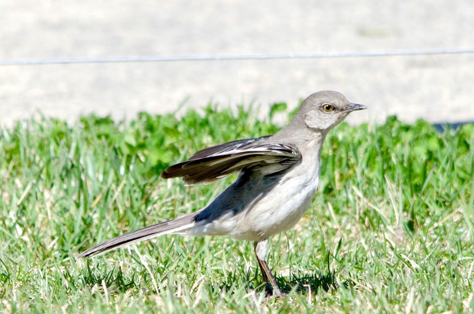 Urban Wildlife Guide The Mockingbird WingFlash