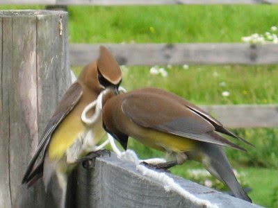Cedar waxwings with string Cedar waxwings with string