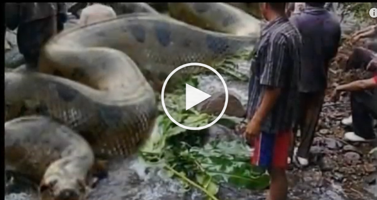 largest anaconda snake ever caught