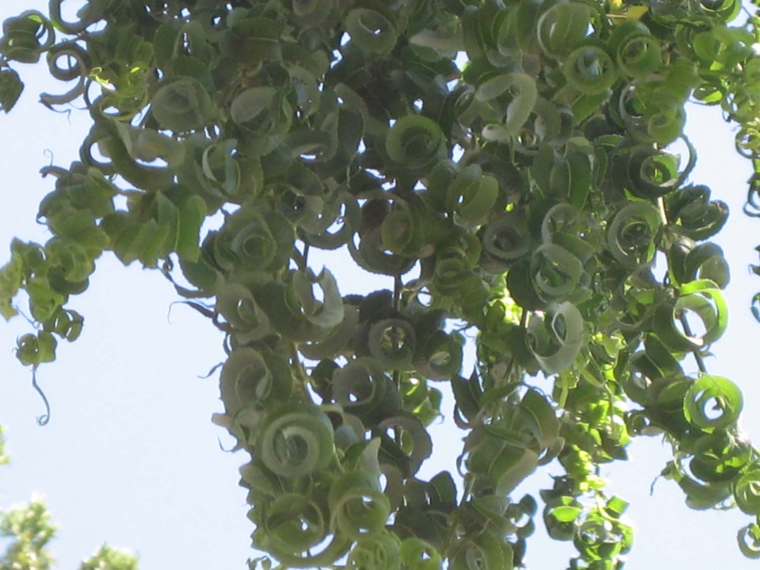 Aprille's SoCal Gardening Curly Leaved Willow Revisited