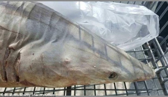 Tubarão é encontrado em estacionamento de supermercado - Img 3