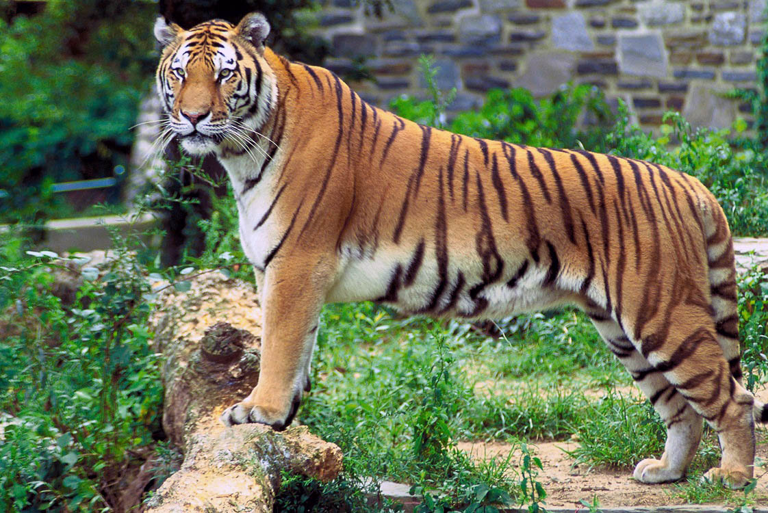 animales-salvajes-tigre-de-bengala-peligro-de-extincion-fotos-wallpaper-zoologicos-video.jpg