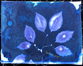 Wet Cyanotype_Sue Reno_Image 166