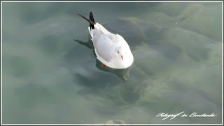 Winter Casino Constanta