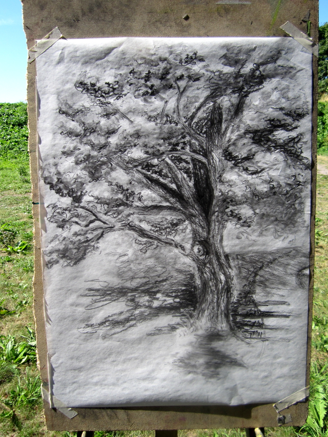Old Maple Tree Charcoal Drawing
