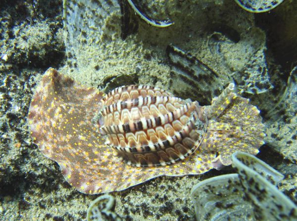 March 2012 Spesial Unik