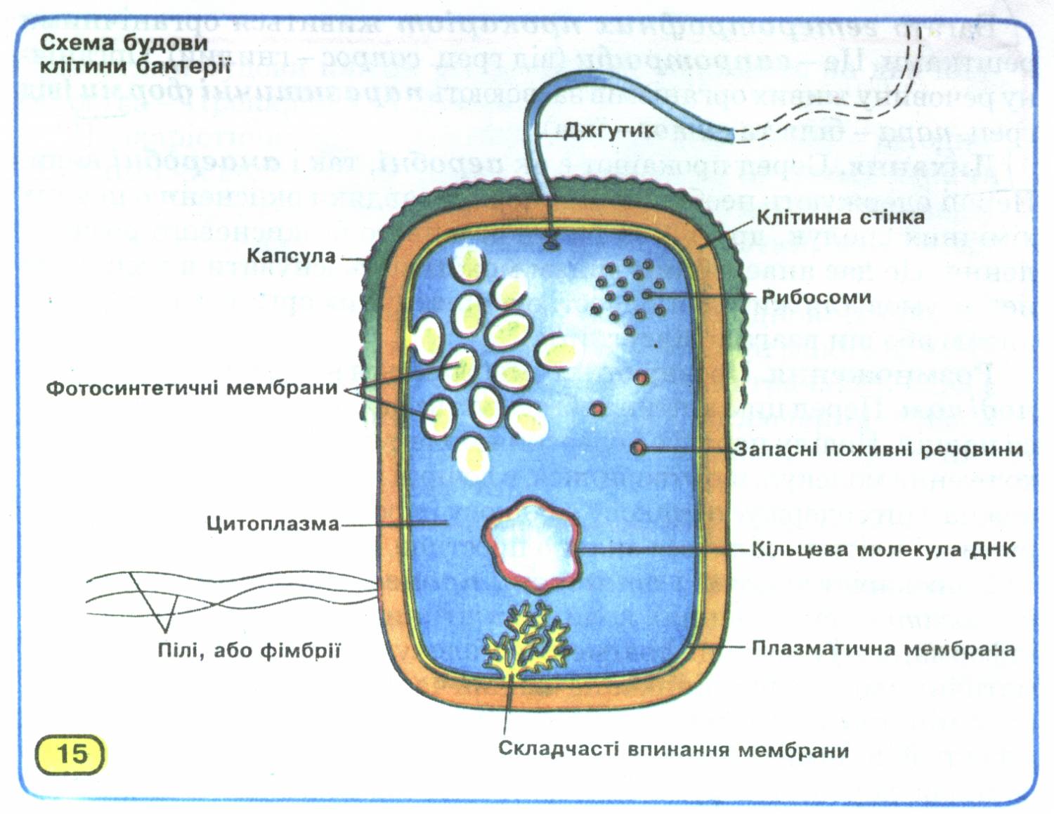 Оболочка клетки прокариота