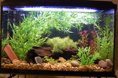 Ikan Daun Air Tawar Cara Merawat Dan Memelihara Ikan Daun Air Tawar di Aquarium