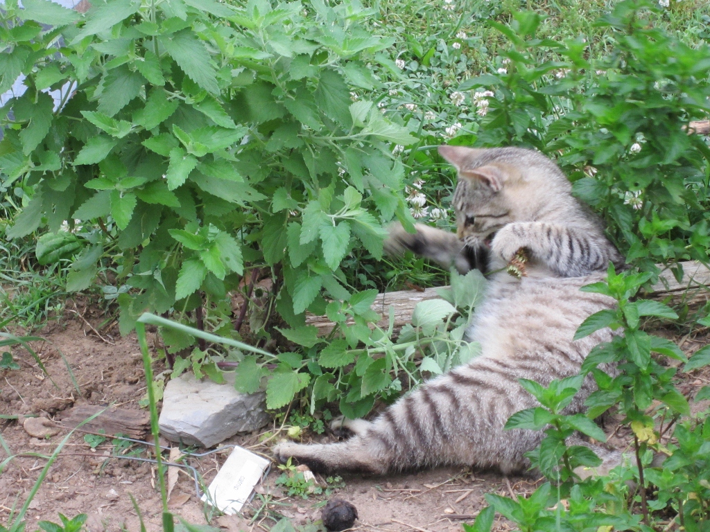 at-the-farm-cat-in-catnip