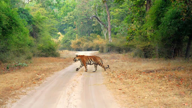 Tiger in Bandhavgarh National Park,