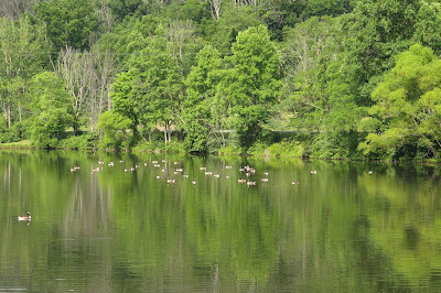 Canada geese on Lake Siri, July 01, 2016, 9:46:04 AM