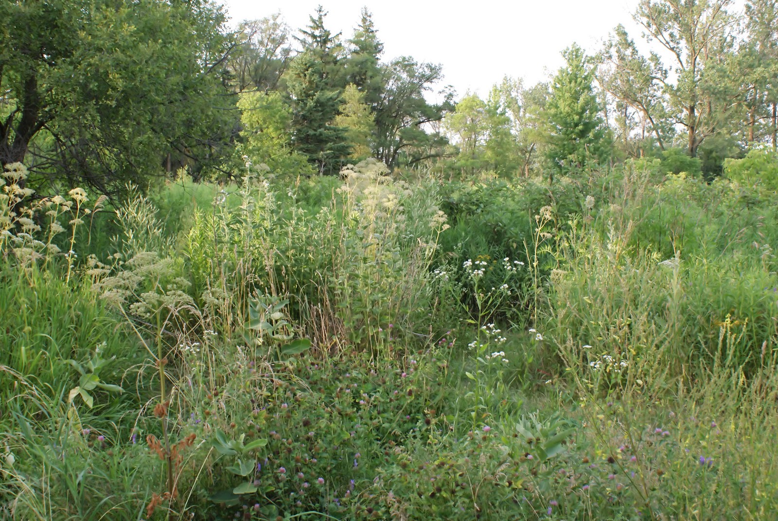 Being Herbalism Cultivated Vs. Wild Harvested Herbs