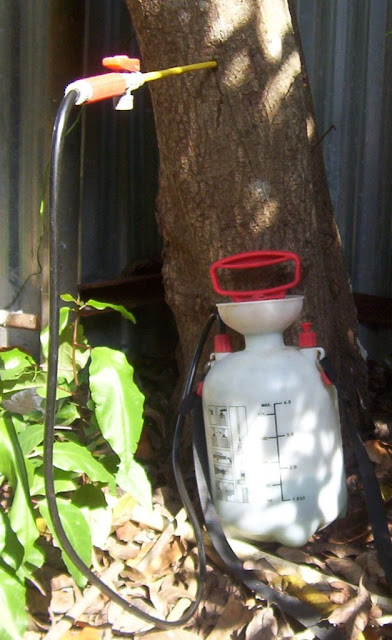 Aplicando Confidor (imidacloprid) contra mosca blanca en árbol de chirimoyas con el fertilizante Miracle-Gr