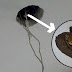 Il veut changer le lustre dans la cuisine, mais quand il découvre ça dans le trou, il passe près de s'évanouir!