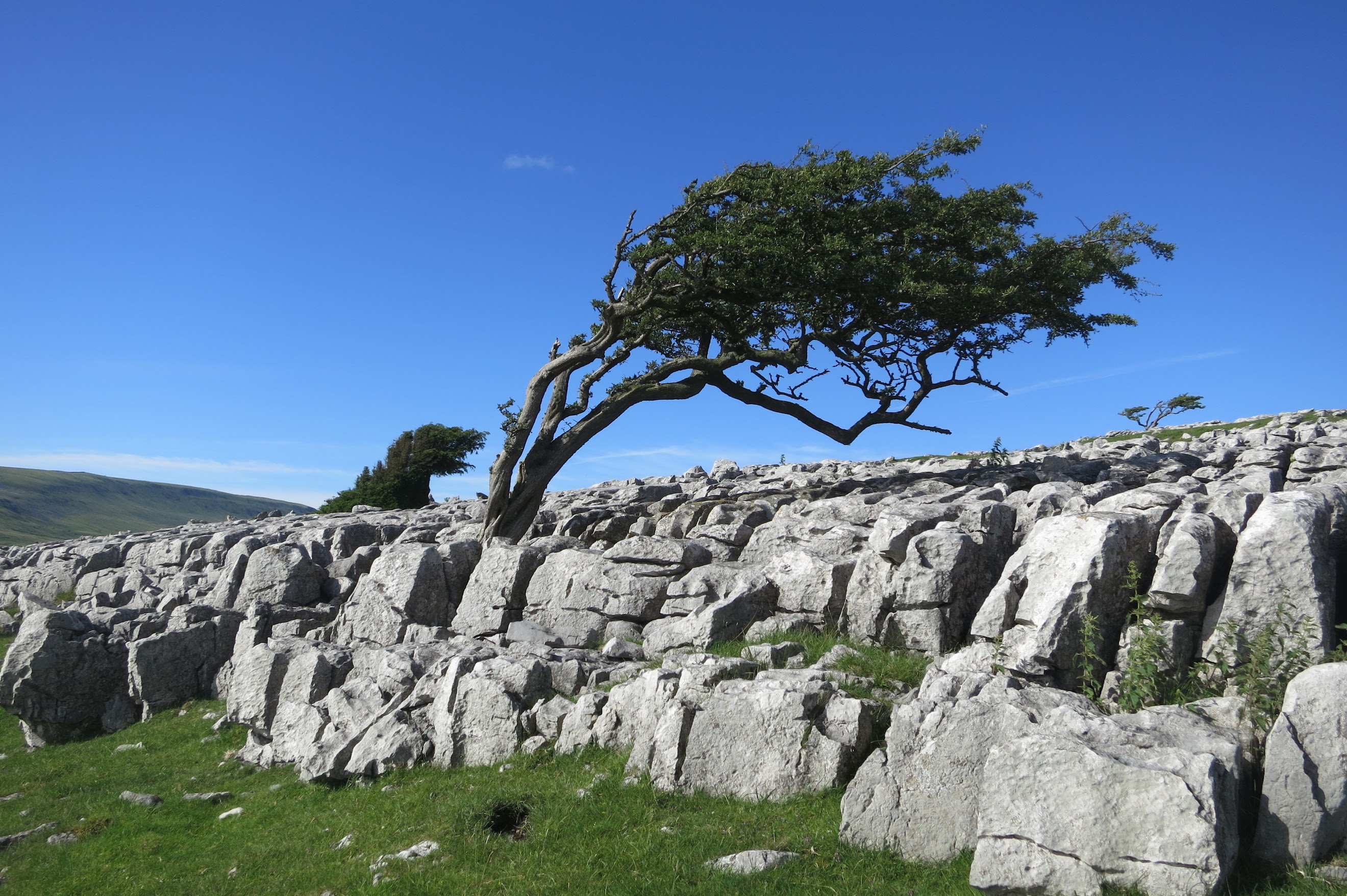 twistleton scar end tree, ingleton, yorkshire dales twistleton scar end tree, ingleton, yorkshire dales