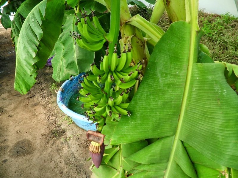 Jenis Pohon Pisang Pendek Williams Hybrid Banana Berbuah Gambar Jenis Pohon Pisang Pendek Williams Hybrid Banana Berbuah