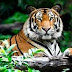 ALERTE INFO: Un tigre s'échappe d'un cirque au milieu de Paris.