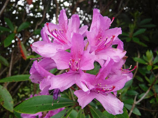 pink rhodedendron in bloom
