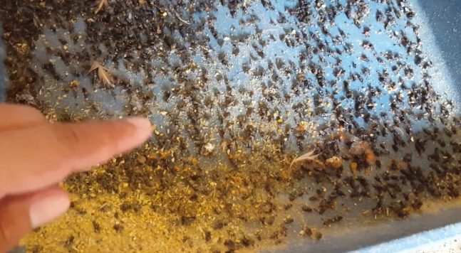 Cara Membasmi Lalat Kandang Sapi Kambing Dan Ayam Cara Membasmi Lalat Kandang Sapi Kambing Dan Ayam