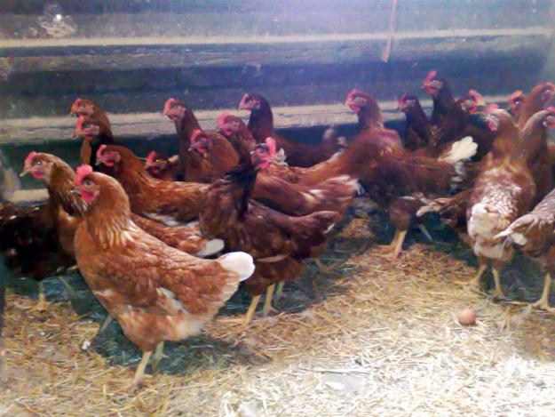 En Un Corral Hay Conejos Y Gallinas