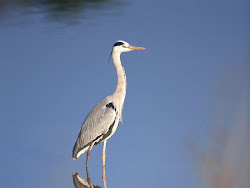 birds bird wallpapers lovely species flying