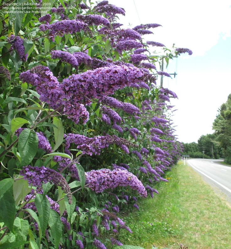 Ichabod, The Glory Has Departed Butterfly Bushes Attract Butterflies