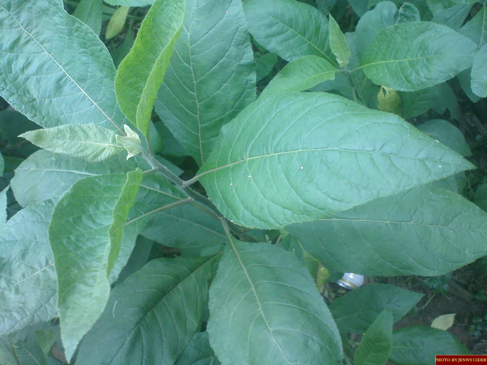 Venonia Amygdalina (Bitter Leaf)