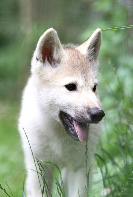 White Wolf : Photographer Takes The Cutest Pictures of Timber Wolves at ...