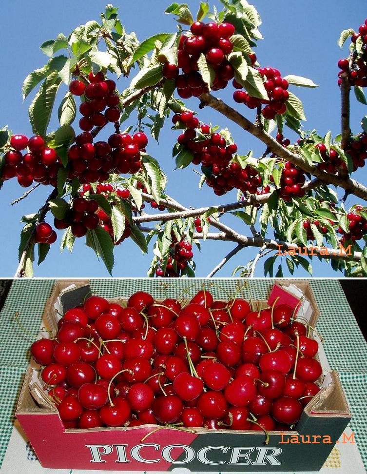 Así me gusta el mundo CEREZAS EN EL VALLE DEL JERTE. CÁCERES....