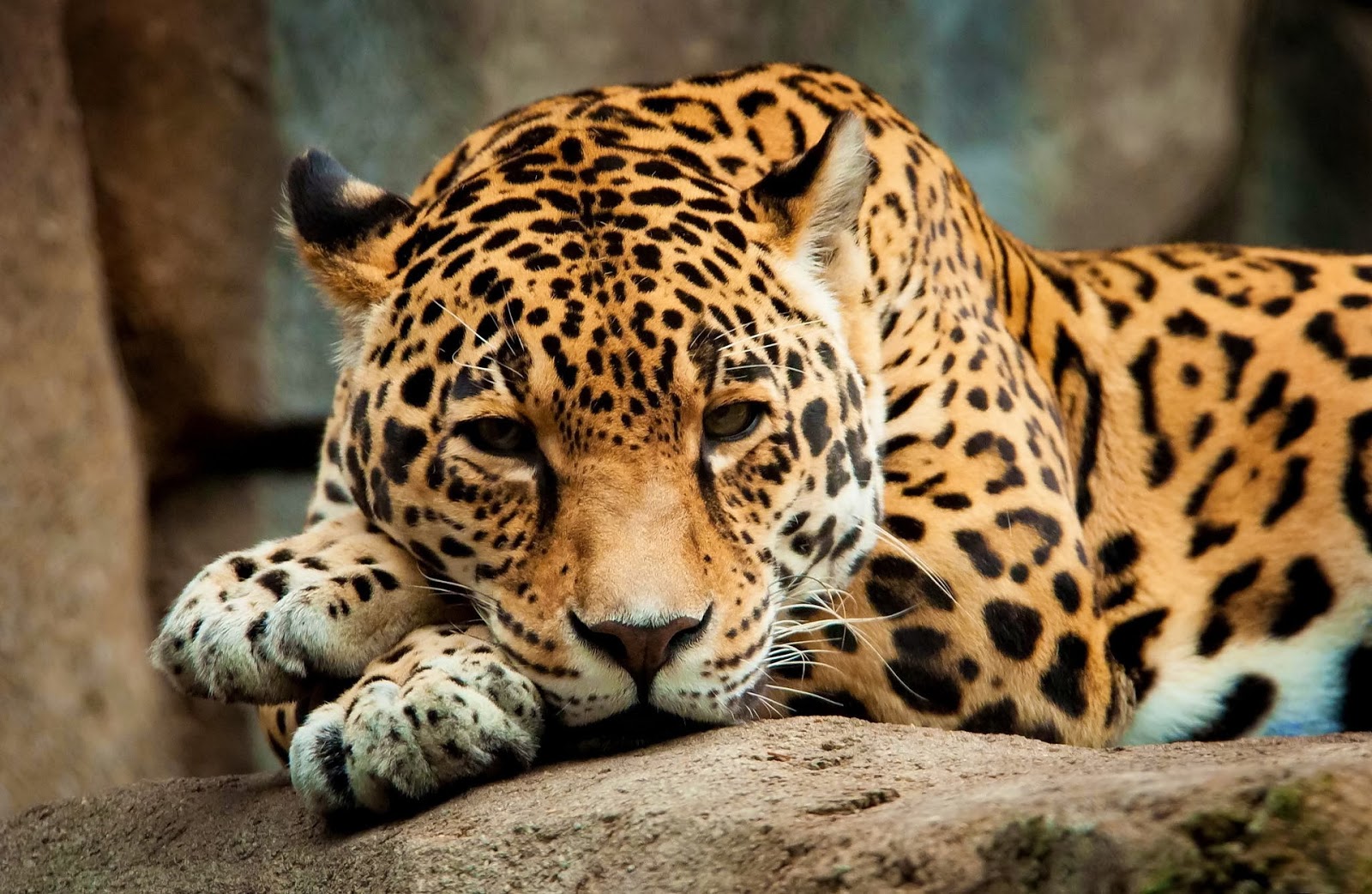 HD Wallpapers and Backgrounds of animals and pets: Foxes, Horses, Tiger, Dogs, Cats, Squirrels, Rabits and Others