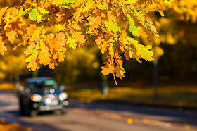 car, road, autumn, tree, leaves, dazzling sun