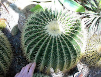 Tønneformet kaktus
