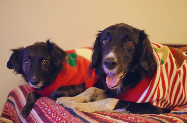Pet-Christmas-jumpers