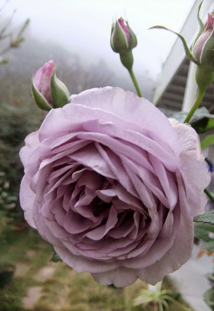 Rosa Mundi - Rosemary Hodgson - Rosa Mundi Rosa Mundi - Rosemary Hodgson - Rosa Mundi