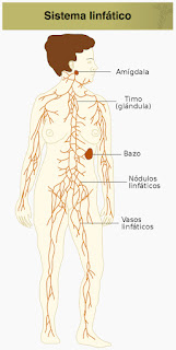 aeroyoga, yoga, drenaje linfatico, beneficios, salud, belleza, wellness, bienestar, spa, cursos, tutorial, clases, pilates, fitness, ejercicio, tendencias