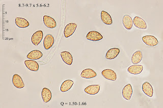Cortinarius foetens