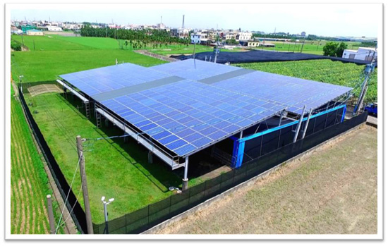 農地型光電大棚下方可種植低日照、或不必日照的作物。
