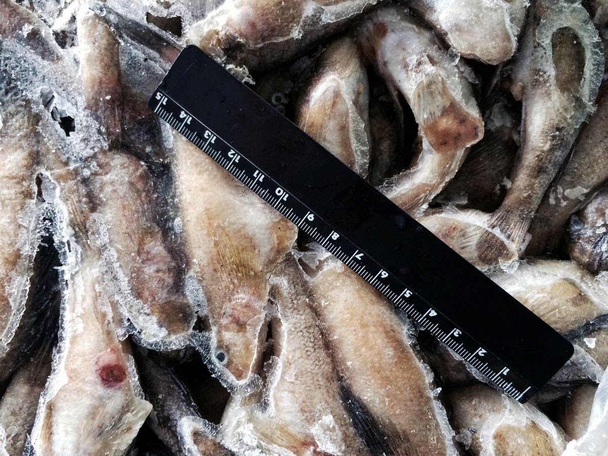 ряпча беломорский бычок. таджикская порода коров. бычок домашний. бычок рыба размер. азовский бычок рыба.