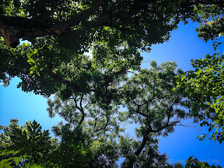 Beautiful Tropical View Of Tall Trees Branches Leaves And The Sky On A Sunny Day