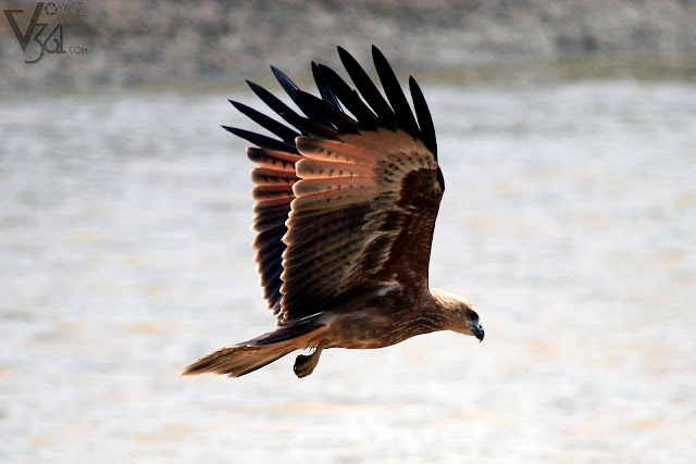 Juvenile Brahminy Kite or Garuda in flight Juvenile Brahminy Kite or Garuda in flight