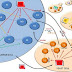 The New yeast model of metabolic disorders may lead to life-saving therapies