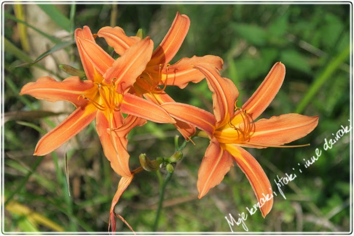 liliowce, odmiany liliowców,  lily varieties