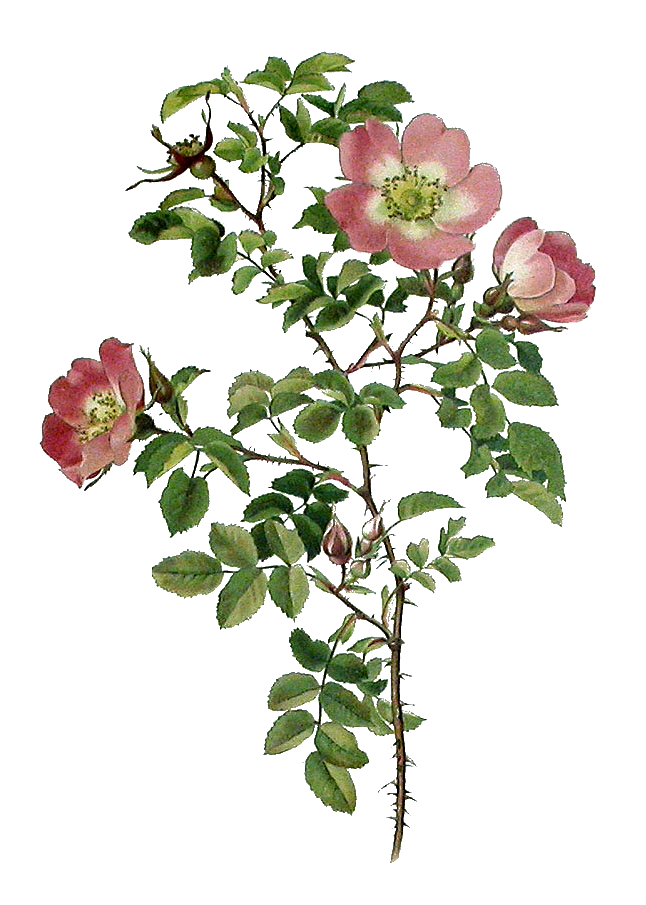 VINTAGE. Цветы. : На крыльях вдохновения