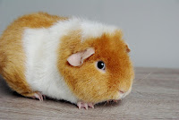 Akumulator Piggyboo Świnka morska rasy rex w umaszczeniu buff-white