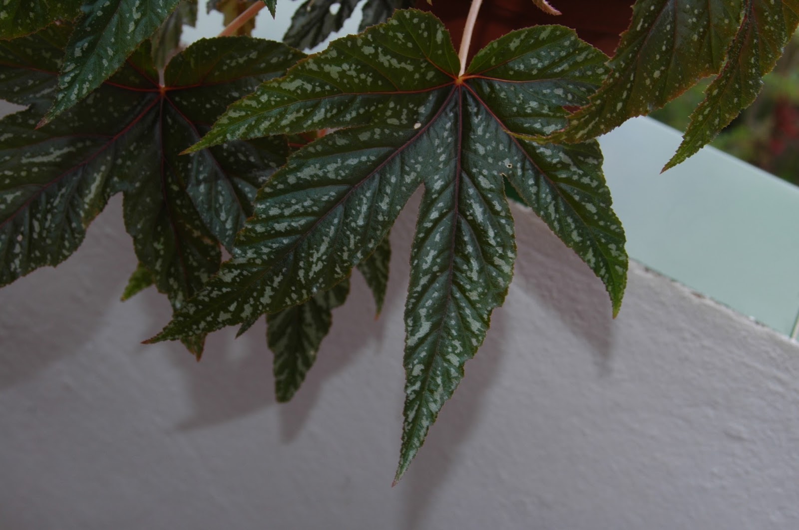 Begonia heracleifolia