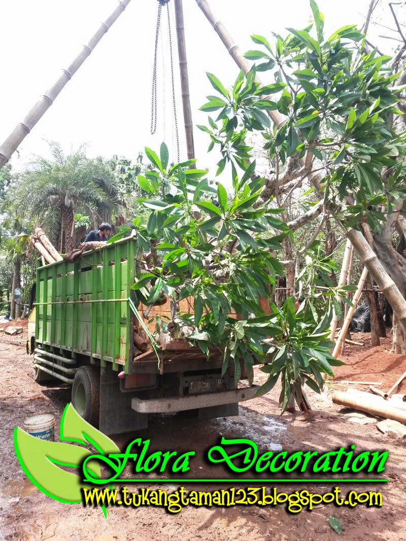 18 Inspirational Taman Minimalis Pohon Kamboja - taman